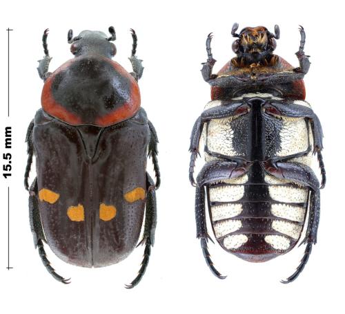 Glycyphana fadilae